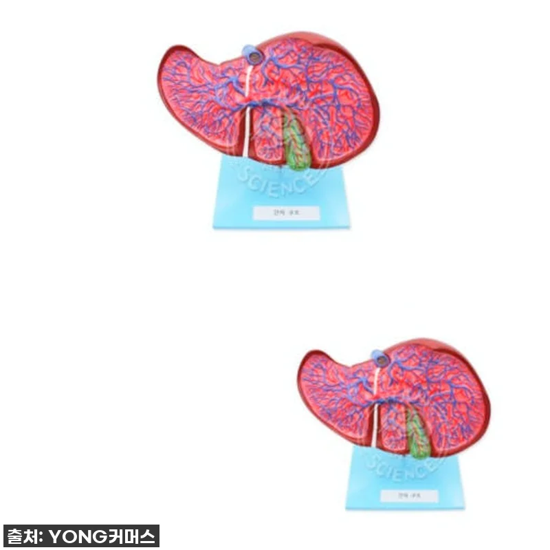 이슈템 발견! 과학수업기자재 간의구조 관련 이미지 1