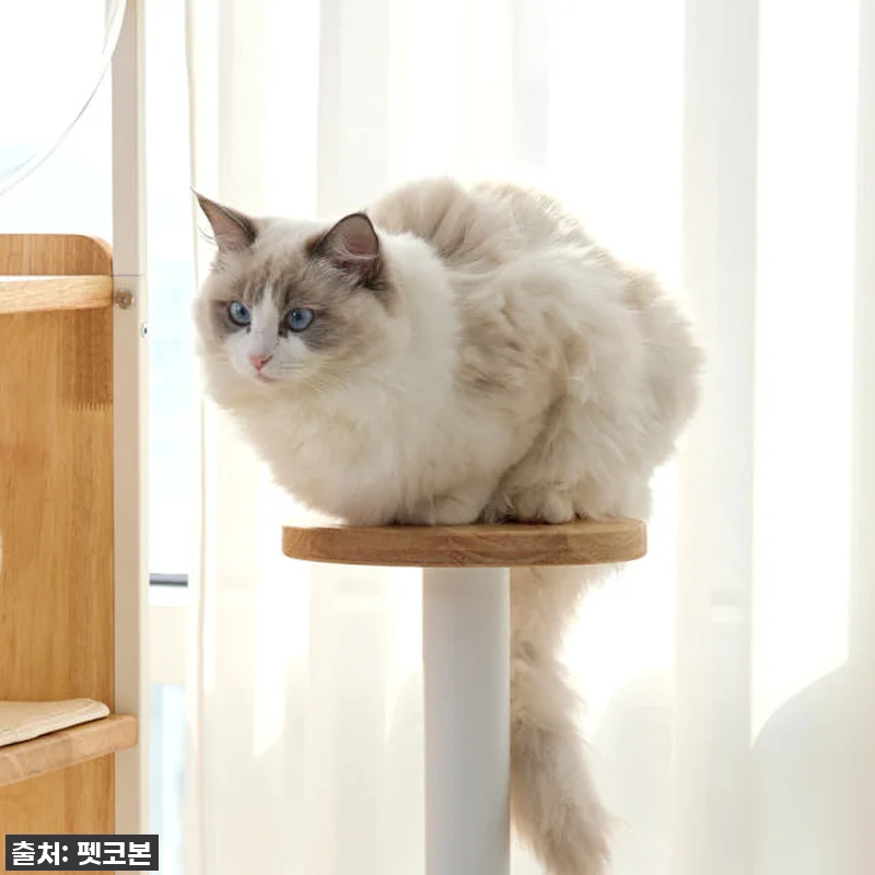우리 냥님 인생템 등극! 펫코본 캣타 관련 이미지 3