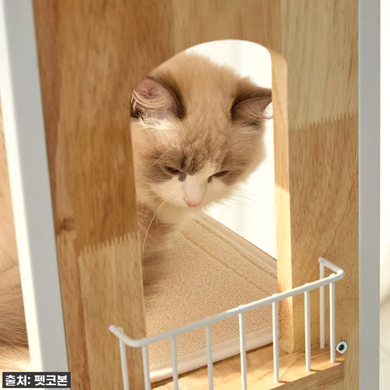 우리 냥님 인생템 등극! 펫코본 캣타 관련 이미지 4