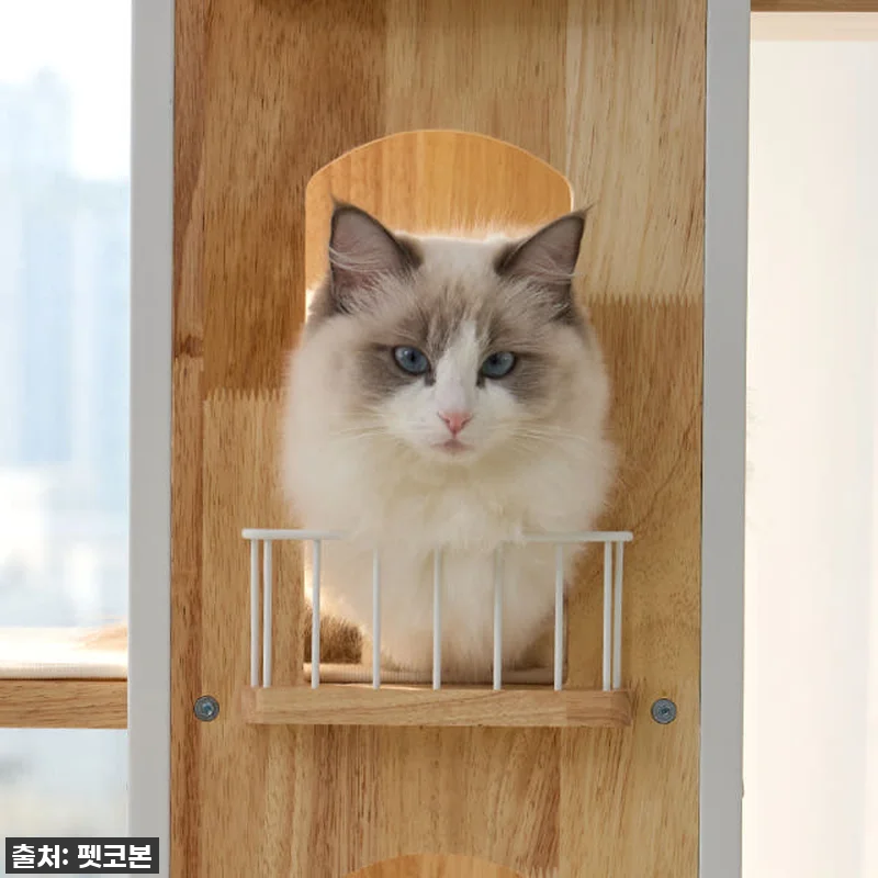 우리 냥님 인생템 등극! 펫코본 캣타 관련 이미지 5