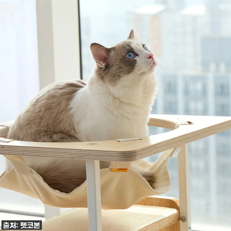 우리 냥님 인생템 등극! 펫코본 캣타 관련 이미지 7