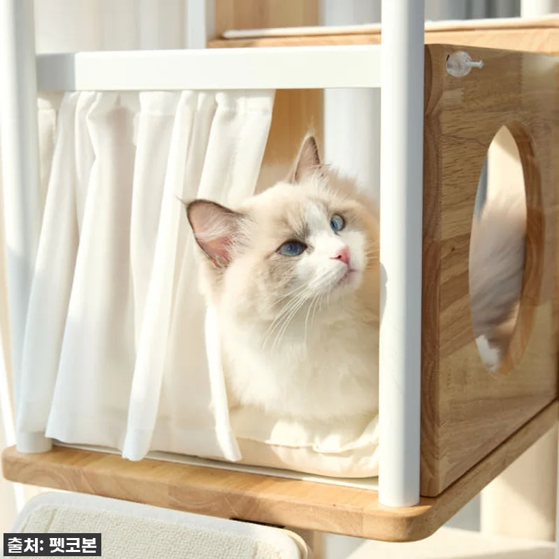 우리 냥님 인생템 등극! 펫코본 캣타 관련 이미지 9