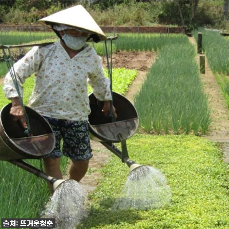 이건 무조건 찐후기! 호이안 짜꿰 & 관련 이미지 1