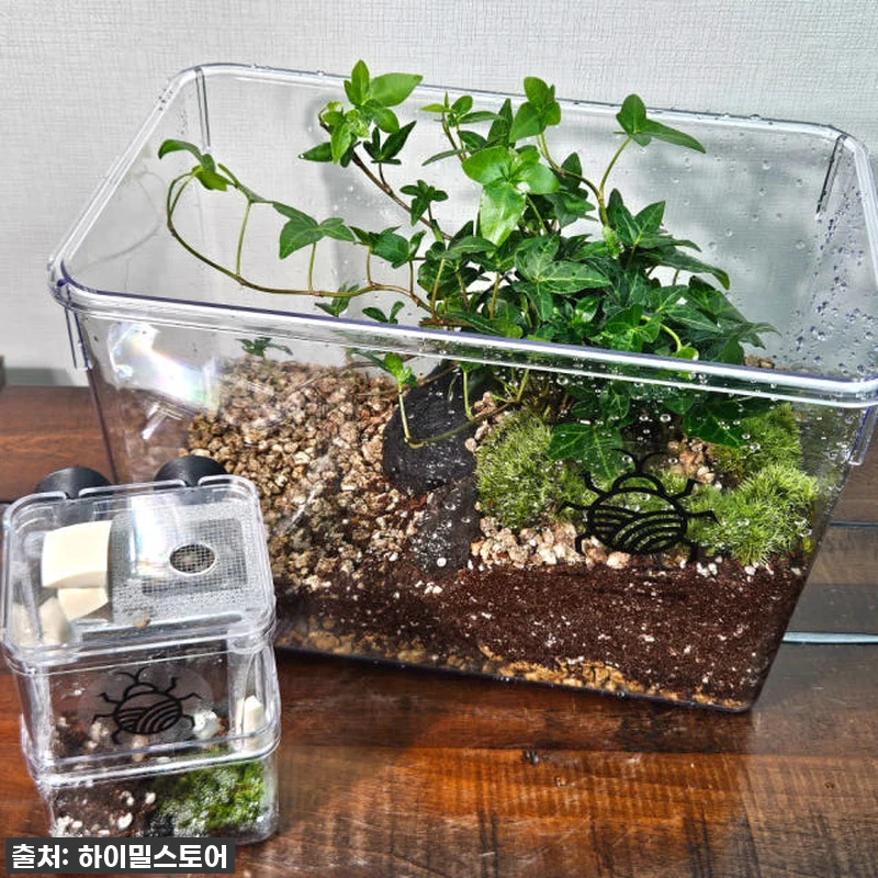 ✨반딧불이 키우기 풀세트, 이 가격 관련 이미지 1