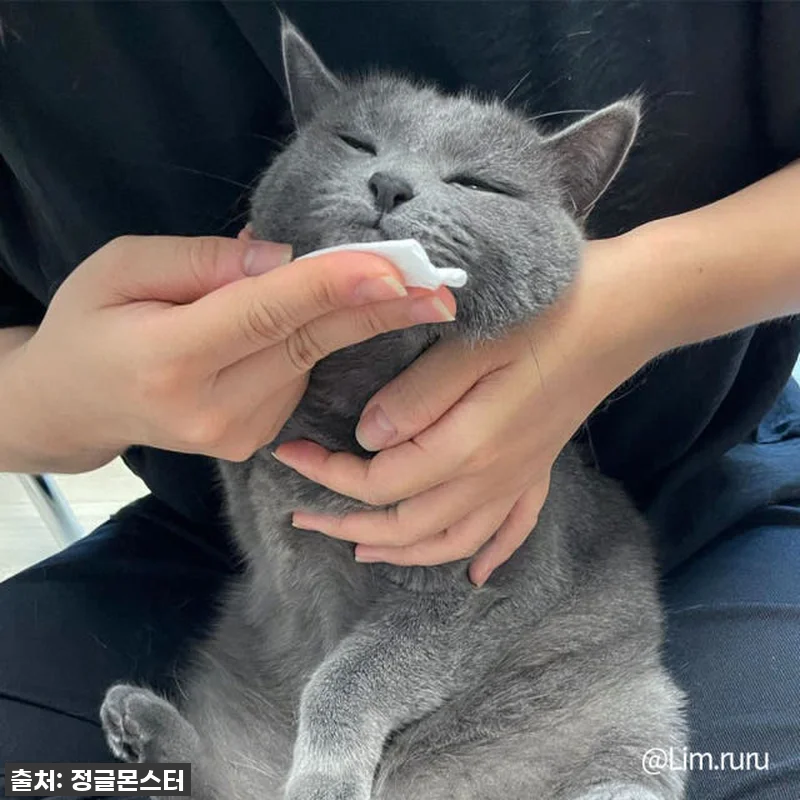 ✨ 품절임박! 우리 냥이 턱드름 해결 관련 이미지 2