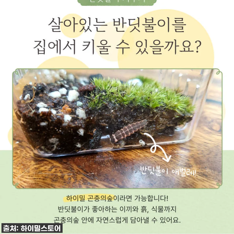 ✨반딧불이 키우기 풀세트, 이 가격 관련 이미지 2