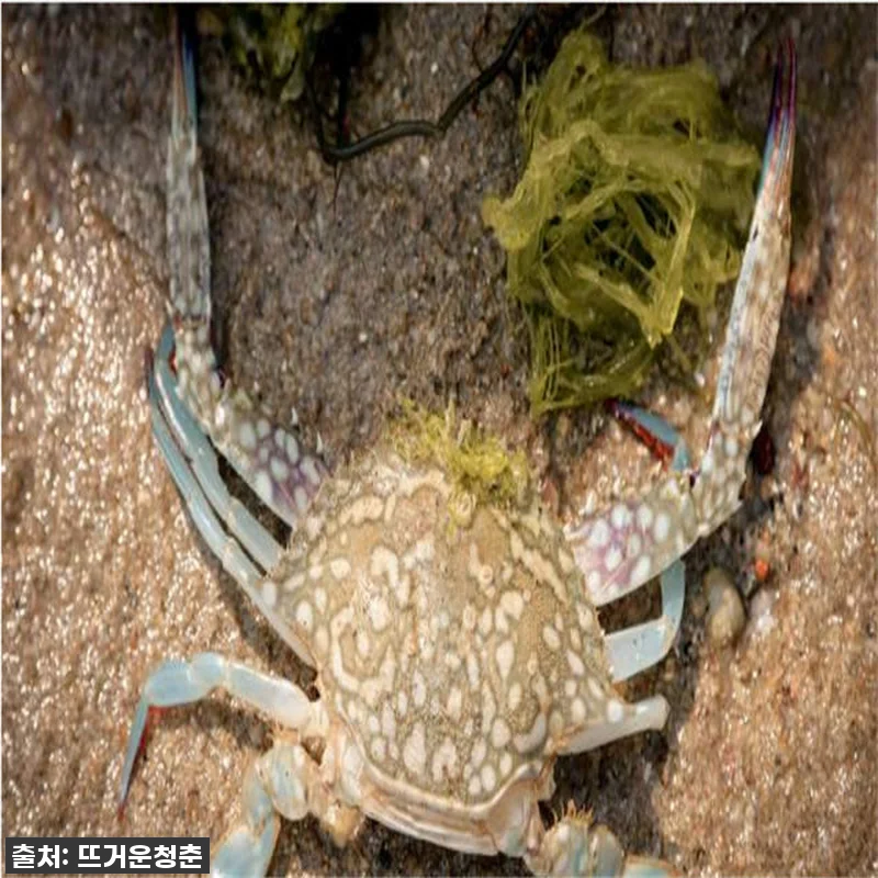 싱가포르 해양 과학자 일일 캠프 찐후 관련 이미지 3