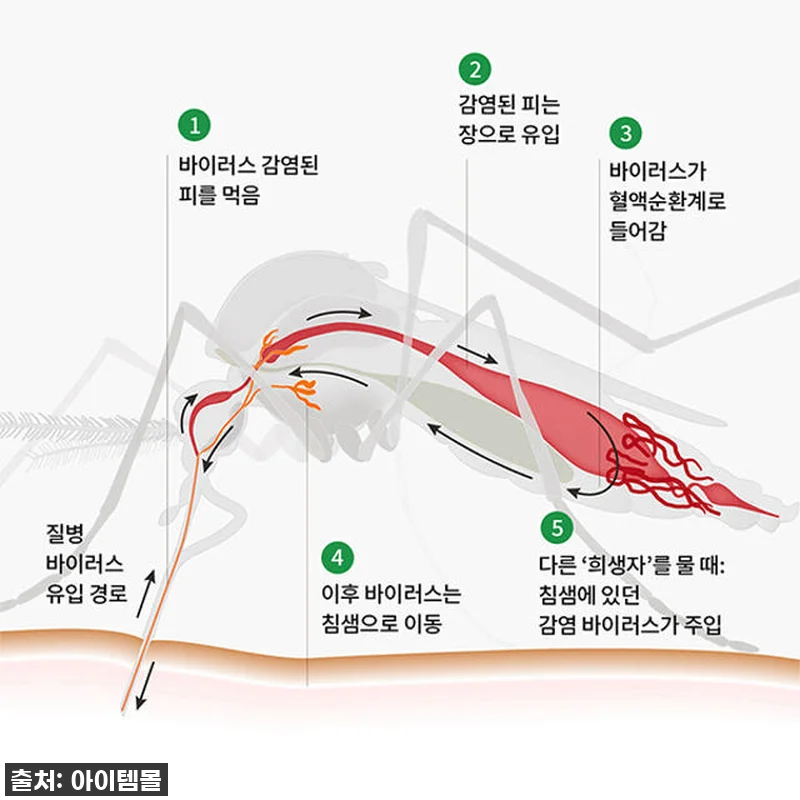 모기와의 전쟁, 이제 끝! 🦟 국보 관련 이미지 3