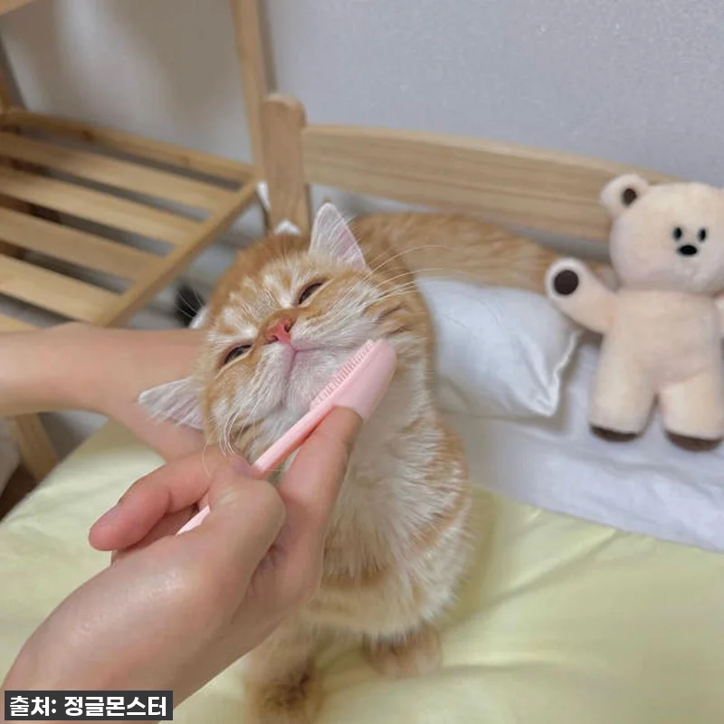✨ 품절임박! 우리 냥이 턱드름 해결 관련 이미지 4