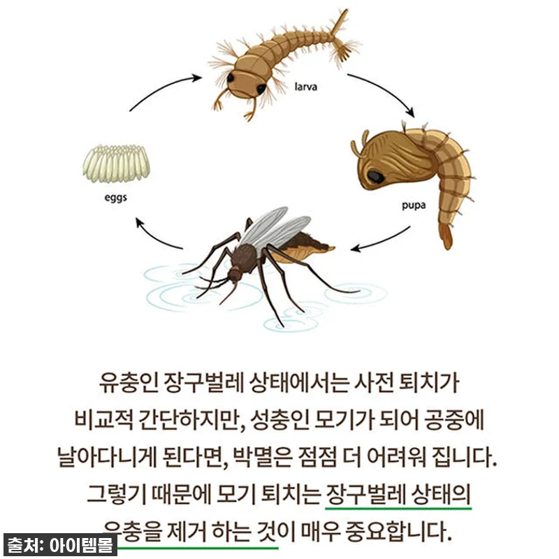 모기와의 전쟁, 이제 끝! 🦟 국보 관련 이미지 4