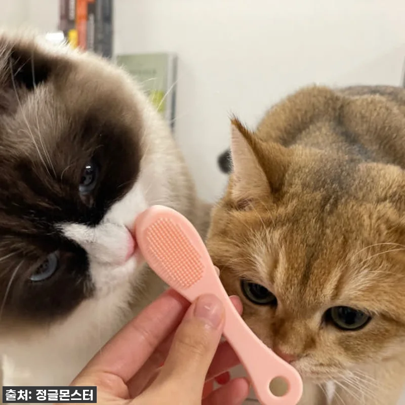 ✨ 품절임박! 우리 냥이 턱드름 해결 관련 이미지 5
