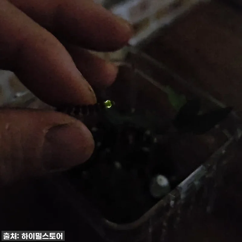 ✨반딧불이 키우기 풀세트, 이 가격 관련 이미지 5