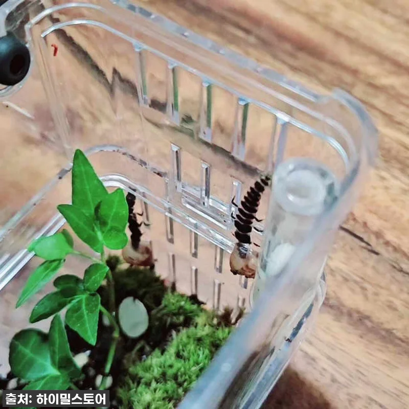 ✨반딧불이 키우기 풀세트, 이 가격 관련 이미지 6