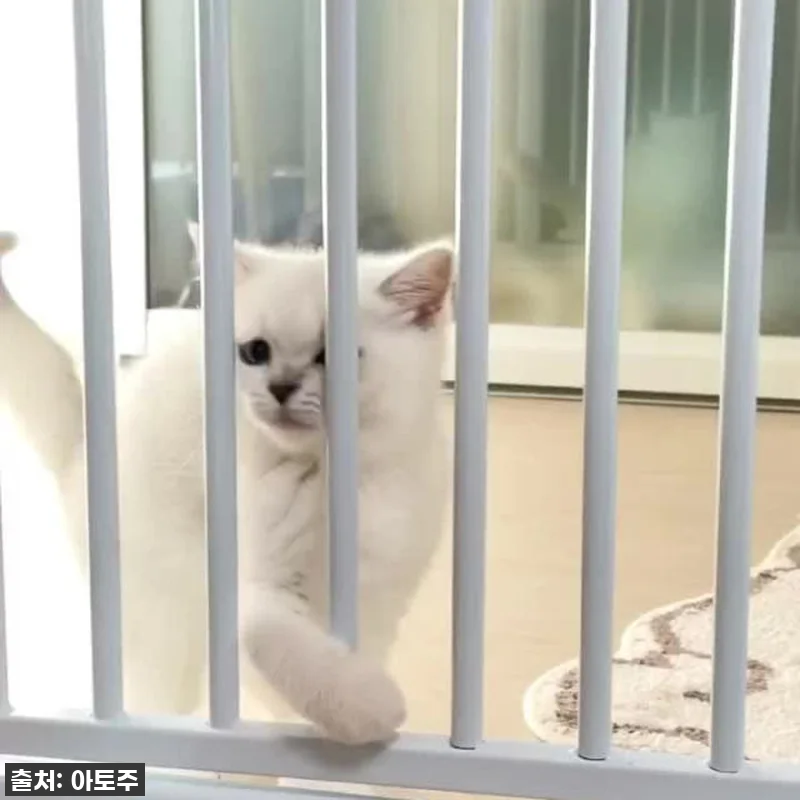 찐후기! 고양이 집사라면 무조건 사야 할 아토주 마그리 방묘문 150cm, 왜 이제야 만났을까? 14 찐후기! 고양이 집사라면 무조건 사야 관련 이미지 6