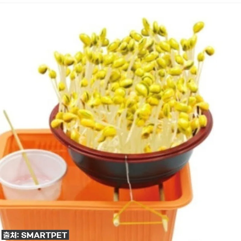 콩나물재배기 세트 콩나물 키우기 키트 관련 이미지 1