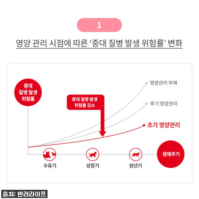육아묘 필수템! 찐후기: 로얄캐닌 캣 관련 이미지 2