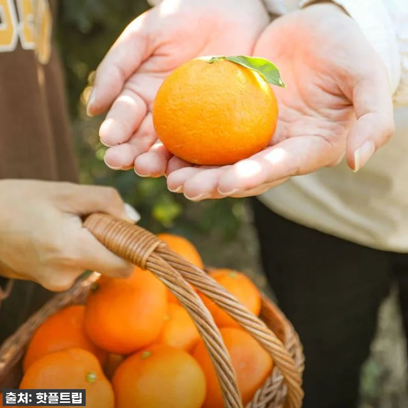 [긴급공지] 품절임박! 제주도 핫플트 관련 이미지 3
