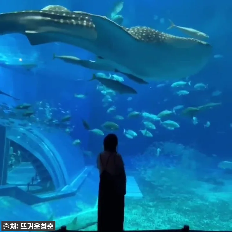 찐후기! 오키나와 여행 필수템, 츄라 관련 이미지 6
