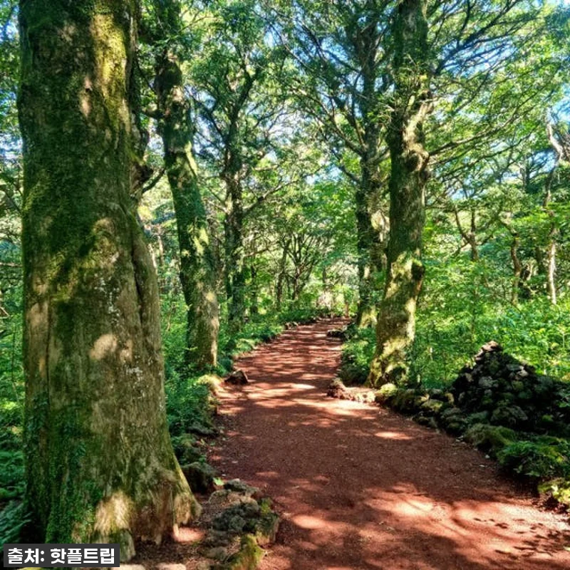 [긴급공지] 품절임박! 제주도 핫플트 관련 이미지 8