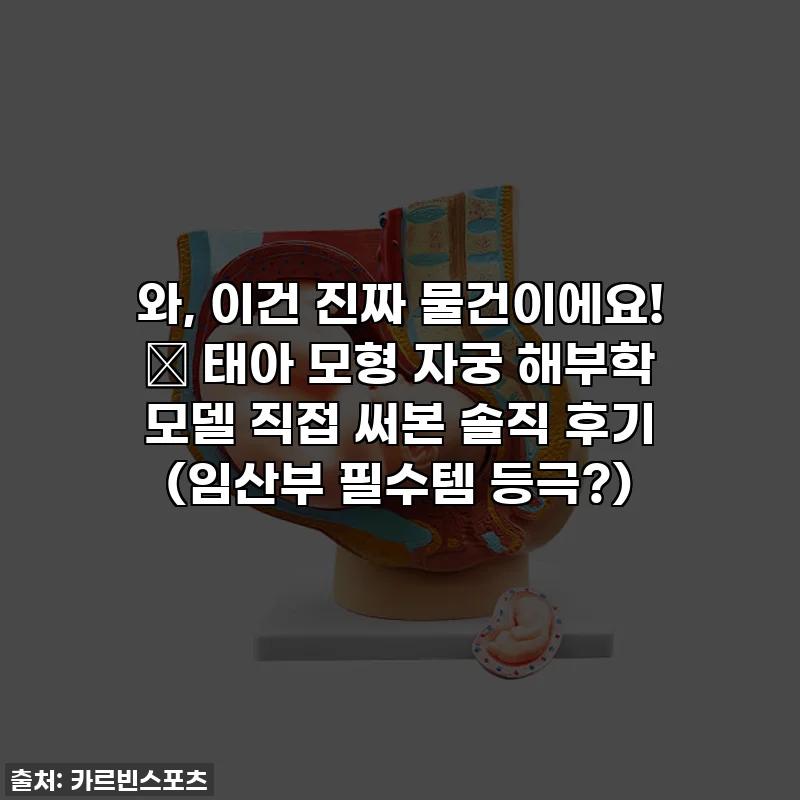 와, 이건 진짜 물건이에요! 👶 태아 모형 자궁 해부학 모델 직접 써본 솔직 후기 (임산부 필수템 등극?)