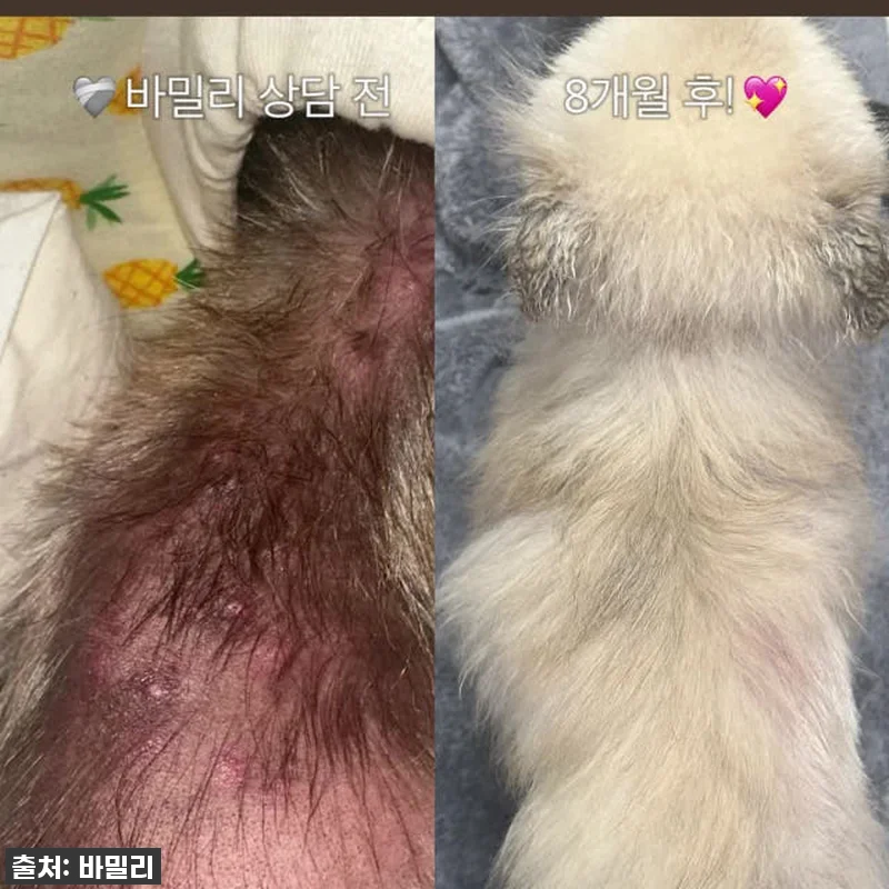 바밀리 알로페시아 케어라인 관련 이미지 1