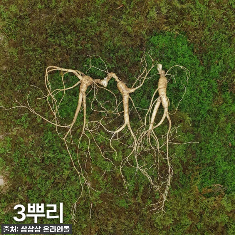 명절 선물 고민 끝! 부모님 환호성 터진 7,8년근 최상품 산양산삼, 내돈내산 찐후기! 6 명절 선물 고민 끝! 부모님 환호성 관련 이미지 1