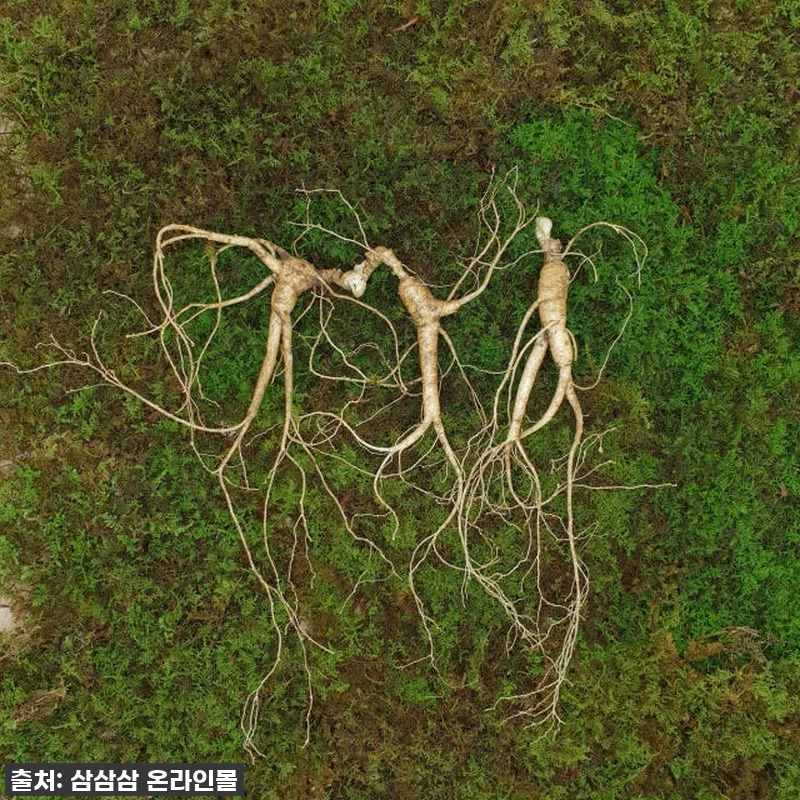 명절 선물 고민 끝! 부모님 환호성 터진 7,8년근 최상품 산양산삼, 내돈내산 찐후기! 8 명절 선물 고민 끝! 부모님 환호성 관련 이미지 3