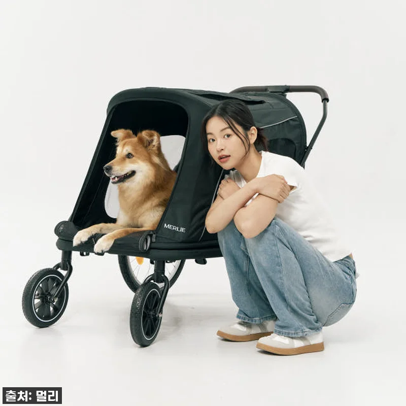 노견 만세! 멀리 중대형견 강아지유모 관련 이미지 6