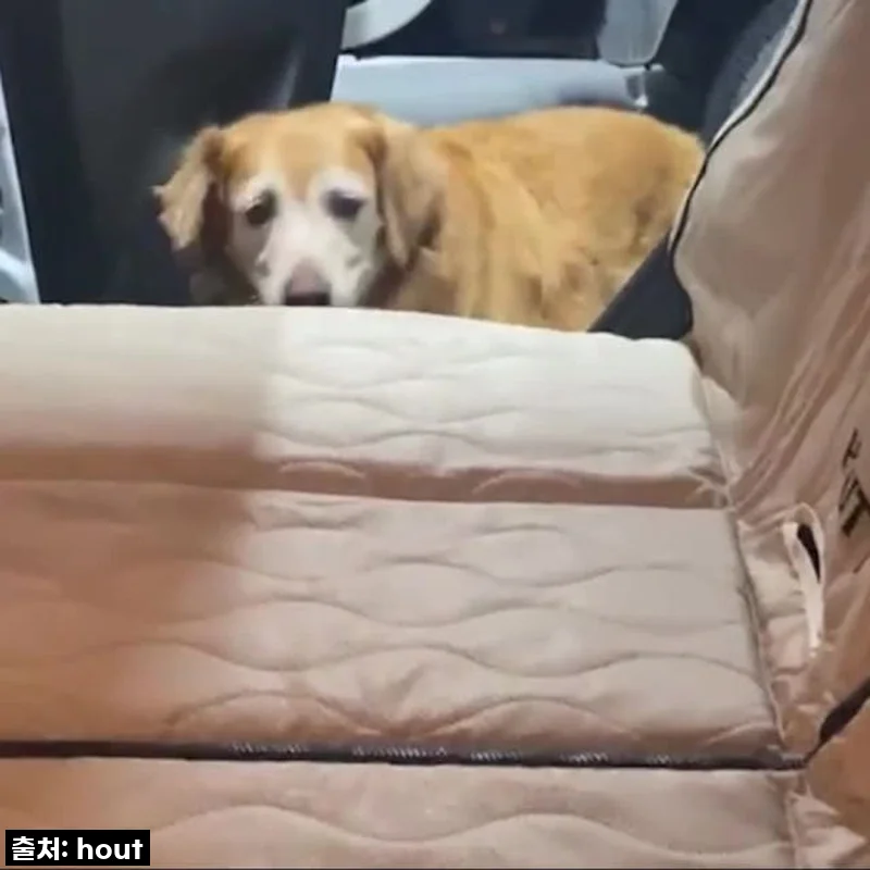 하웃 강아지 카시트 Ver2.5, 드디어 정착했어요! 우리 강아지 인생템, 왜 이제야 만났니?