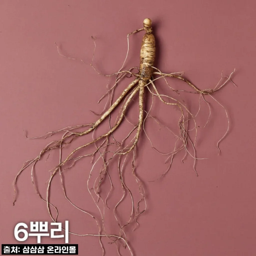 이 가격에 7-8년근 산양산삼 6뿌리? 놓치면 후회할 건강 선물 끝판왕!