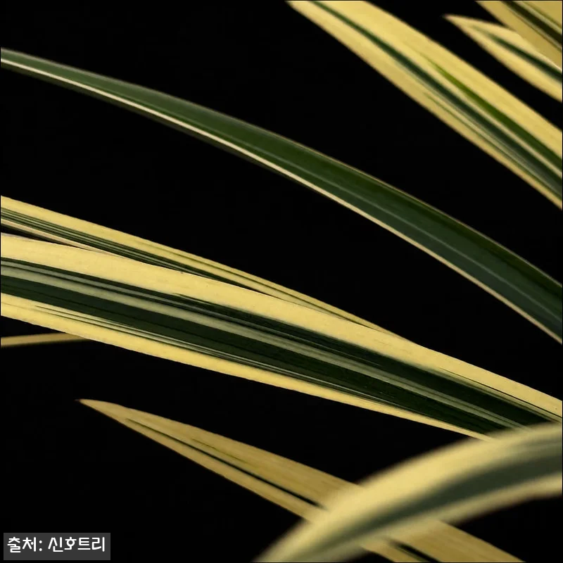 피오니세라믹/C 동양란 일향금, 영전 관련 이미지 2