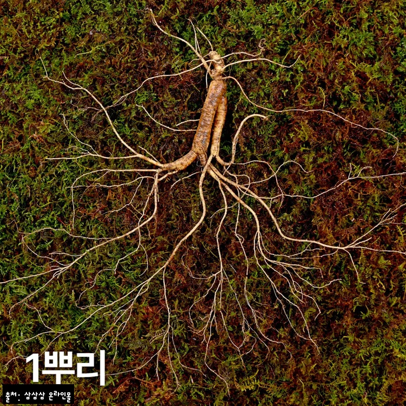 12~15년근 야생삼 1뿌리, 품질검사 정보까지 확인하고 고른 국산 산양삼 선물템